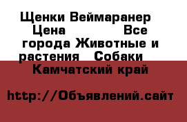 Щенки Веймаранер › Цена ­ 40 000 - Все города Животные и растения » Собаки   . Камчатский край